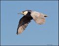 _5SB5218 black-crowned night-heron
